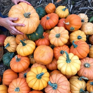 Charleston's Annual Pumpkin Smash Encourages Eco-Friendly Composting This November