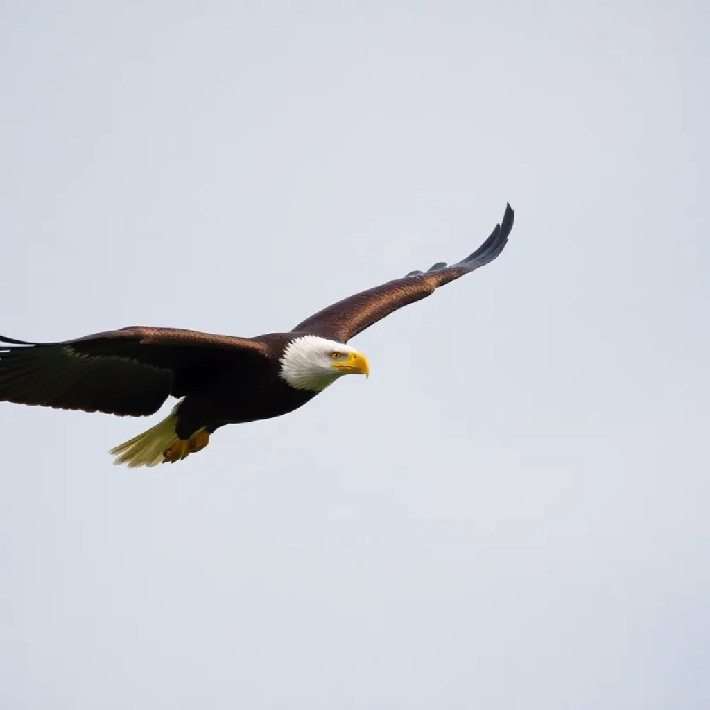 A bald eagle flying high in the sky